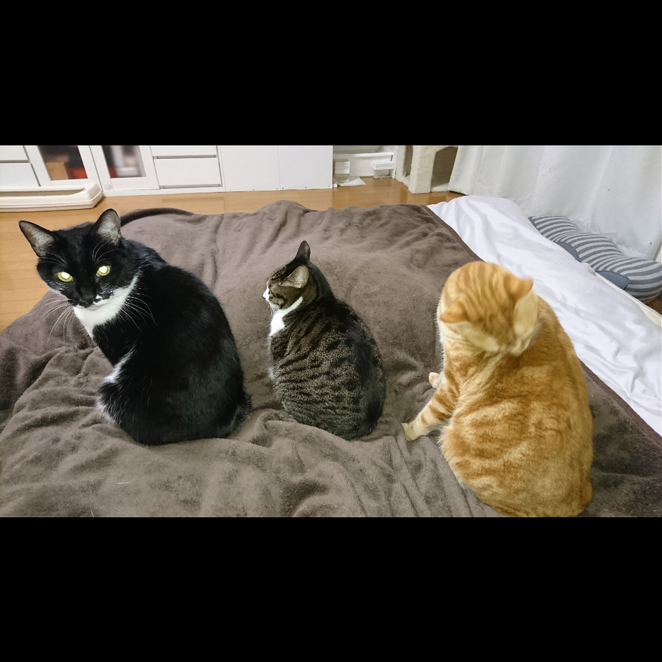 きなこのカバー写真