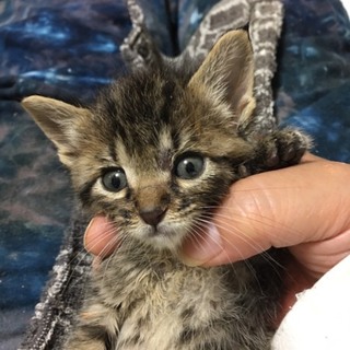 キジトラ子猫ちゃん
