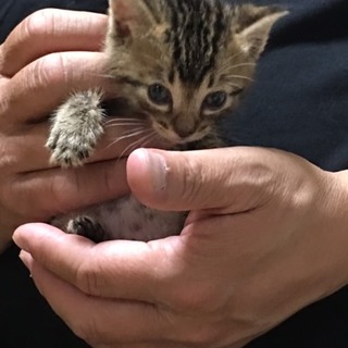 キジトラ子猫ちゃん
