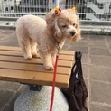 かわいいあまり吠えない犬