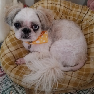 里親さんを探しています❗