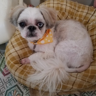 里親さんを探しています❗