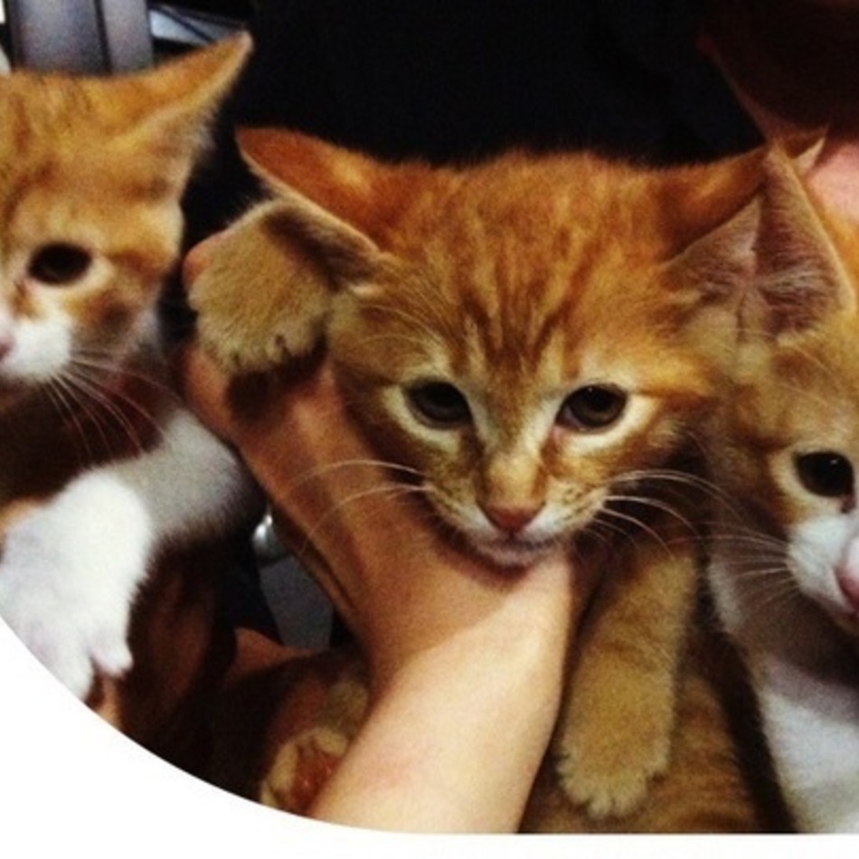 チッタのカバー写真