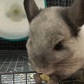 可愛がってください