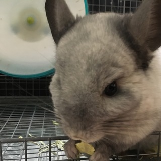 可愛がってください