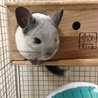 可愛がってください サムネイル2