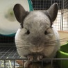 可愛がってください サムネイル4