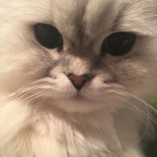 ペルシャ チンチラシルバー 女の子です