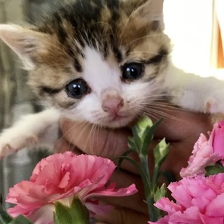 キジ白子猫ちゃん