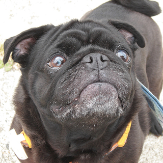 黒パグちび里親募集（代理）