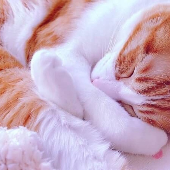 しずぽんのカバー写真