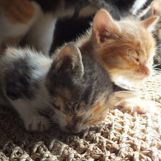 4月5日生三毛♀と茶トラ♂ 風邪で治療人工授乳必要