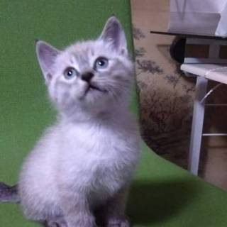 子猫①白猫ププくん　里親募集！