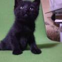 子猫②黒猫クックくん　里親募集！