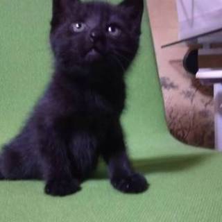子猫②黒猫クックくん　里親募集！