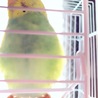 セキセイインコ(生後約半年)楓(フウ)