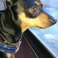 春鷹(ハルタカ)