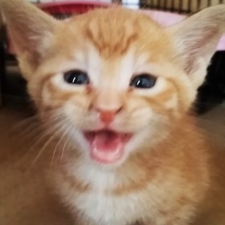 有難うございました