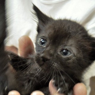 有難うございました