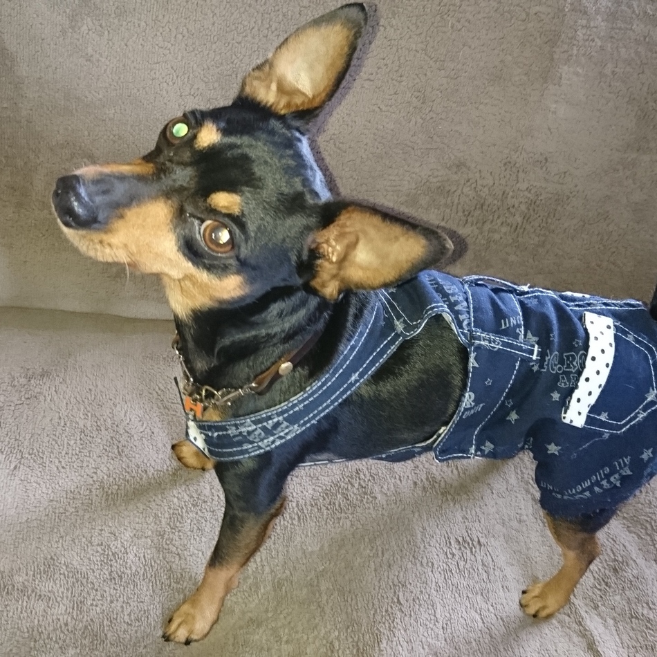 春鷹(ハルタカ)のカバー写真