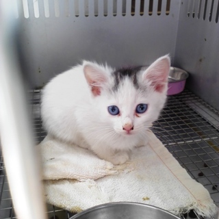 期限今日5月28日迄！　綺麗な目をしています！