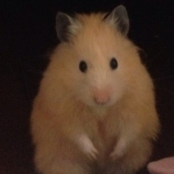 里親になって。