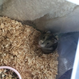 ジャンガリアンのグレー♂【交渉中】