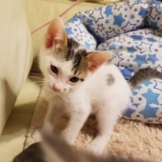 チューチューしちゃうテンテンちゃん