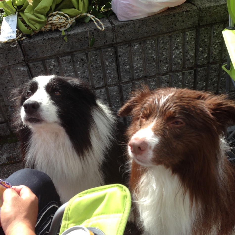 ジェスのカバー写真