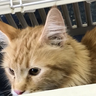 メインクーンの女の子　4歳