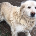 ゴールデンレトリバーの血を引いた大型犬
