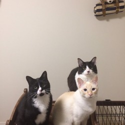 「３匹の大きさは…？」サムネイル3