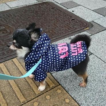 レインコートウィリアム