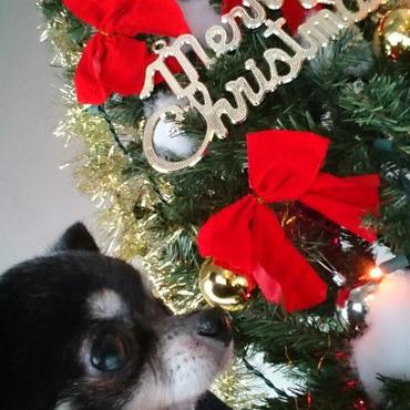 メリクリウィリアム