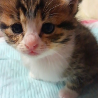 只今交渉中！ふじこちゃん１ヶ月未満の女の子