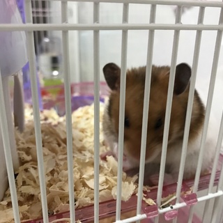 ハムスター(ゴールデン・ジャンガリアン)