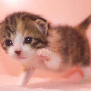 授乳期 三毛 プラムちゃん 神奈川県 猫の里親募集 ペットのおうち 月間利用者150万人 授乳期 三毛 プラムちゃん 神奈川県 猫の里親募集 ペットのおうち 月間利用者150万人