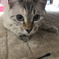 パール