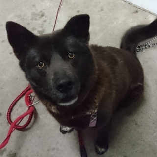 強面だけど子犬のようなジャンプ