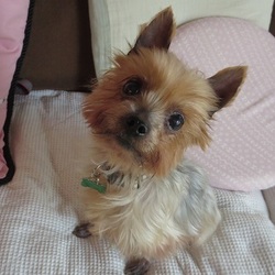 アグリドッグレスキュー５月犬譲渡会 サムネイル1