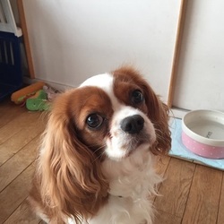 アグリドッグレスキュー５月犬譲渡会 サムネイル2