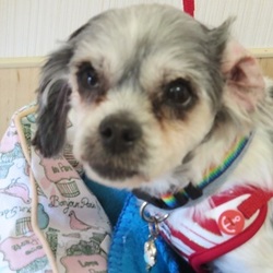 アグリドッグレスキュー５月犬譲渡会 サムネイル3