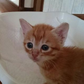 宮崎・鹿児島で茶とらが好きな方