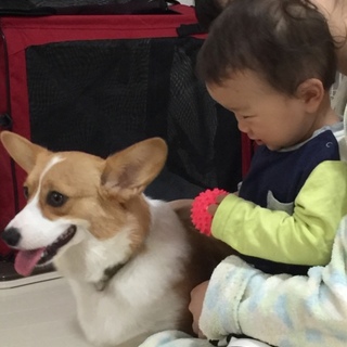 ウェルシュコーギーペンブローク1歳3ヶ月メス避妊済