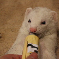 サラ