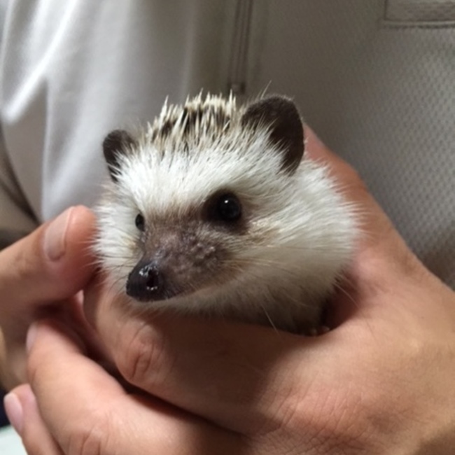 うーりーのカバー写真