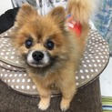 ポメラリアンのおじーさん？