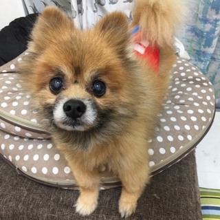 ポメラリアンのおじーさん？
