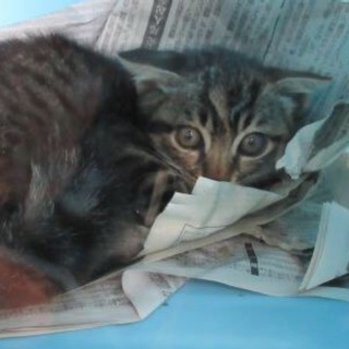 保健所収容中！助けてください！仔猫です！