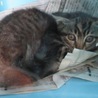 保健所収容中！助けてください！仔猫です！ サムネイル2